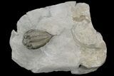 Dalmanites Trilobite Fossil - New York #99028-5
